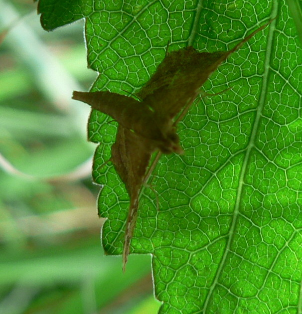 strana falenina